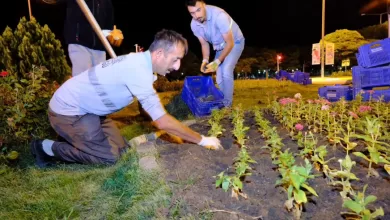 Photo of Belediye Kendi Ürettiği Çiçeklerle Kenti Süslüyor