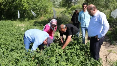 Photo of Erzincan’da Patates Projesi Başarıyla Uygulanıyor