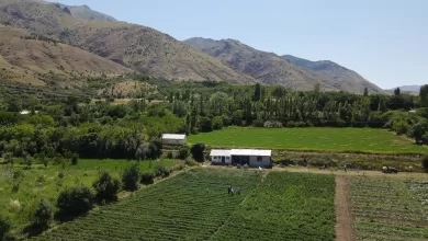 Photo of Erzincan’da sebze üretimi artıyor.