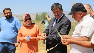 Photo of Erzincan Belediyesi’ne ait hububat tarlalarında hasat zamanı