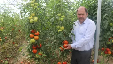 Photo of Erzincan’da Seracılık Gelişiyor