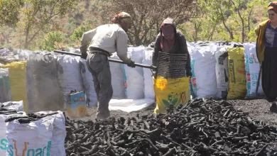 Photo of Meşe Odunundan Mangal Kömürü