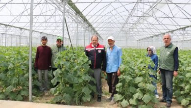 Photo of Genç Çifti Kendi Serasında İlk Ürünü Aldı