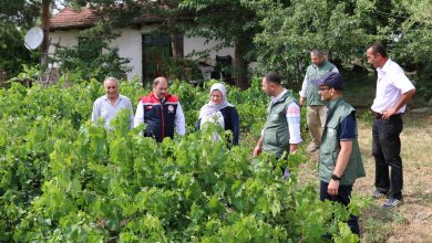 Photo of Dolu Üzüm Bağlarını Vurdu