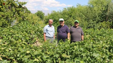 Photo of Erzincan’da Emekli Öğretmenler Tarıma Renk Katıyor