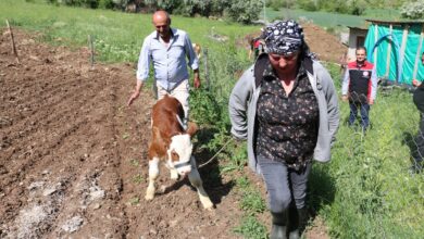 Photo of Gürcistanlı Nino, Erzincan tarımına renk katıyor