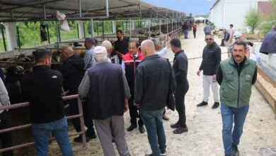 Photo of Erzincan Hayvan Pazarında bayram yoğunluğu