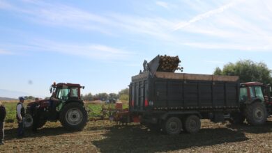Photo of Şeker pancarında hasat