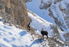 Photo of Şamualar sürü halinde görüntülendi