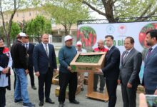 Photo of Erzincan’da Üreticilere 50 sübvanseli domates ve biber fidesi