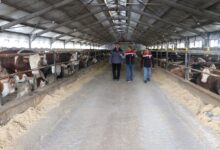 Photo of Erzincan’da besicilik yatırımları büyümeye devam ediyor