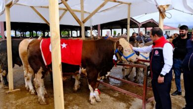 Photo of Erzincan Hayvan Pazarı’nda Bayram Yoğunluğu Zirveye Ulaştı