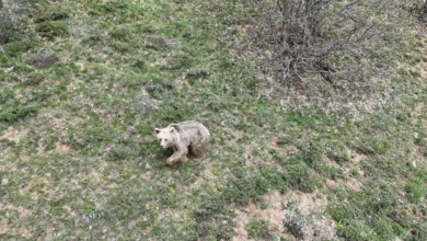 Photo of Dron, bu kez bir çobanın hayatını kurtardı